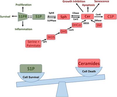 Sphingolipids in Lung Pathology in the Coronavirus Disease Era: A Review of Sphingolipid Involvement in the Pathogenesis of Lung Damage